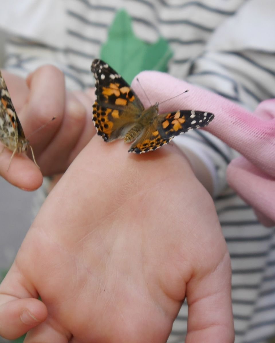 Schmetterlinge bestaunen, Kinderhand mit Schmetterling