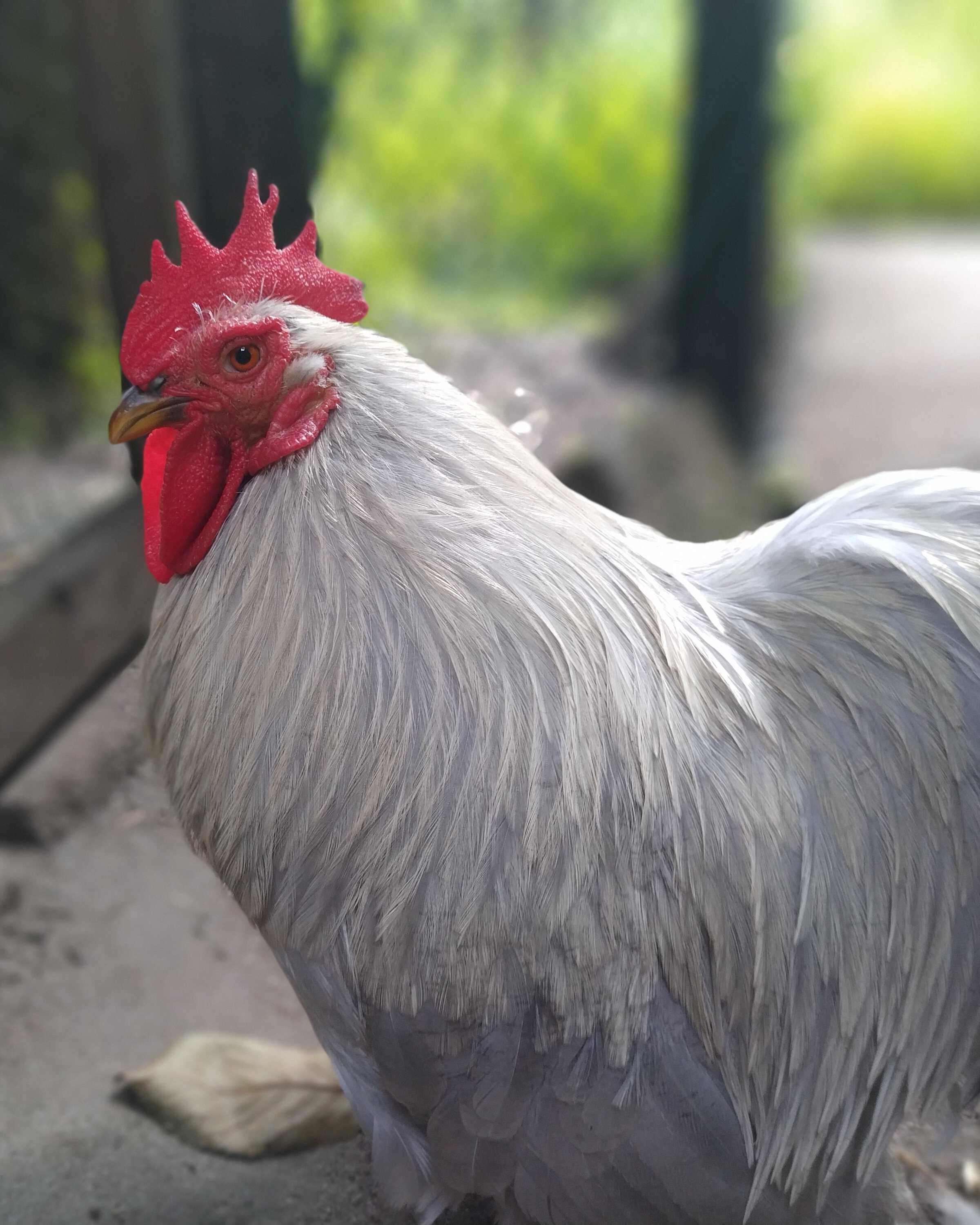 Ein weißes Huhn
