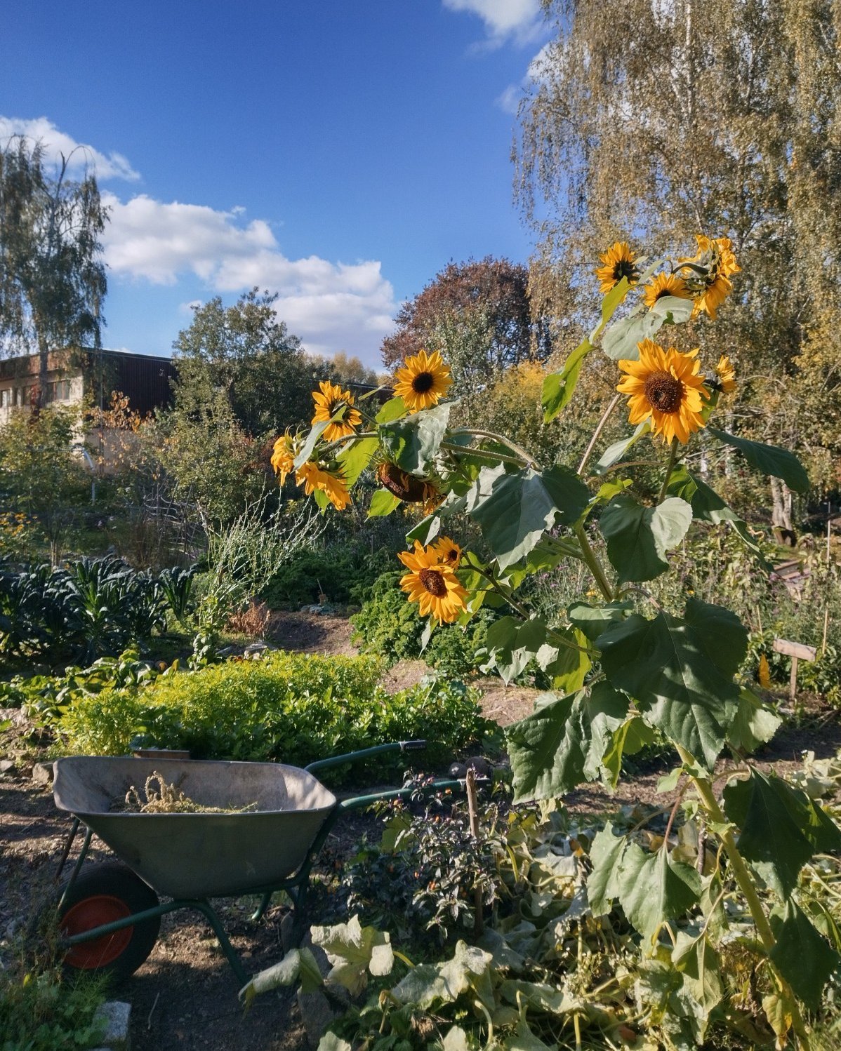 Sommerliches Gartenbild mit Sonnenblumen und Schubkarre